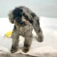 Rhodes ~ Micropchipped, Current Rabies, Vet Checked, a male Poodle - Toy  for sale in Sherman, TX – 3 of 10