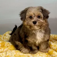 Lollipop, a female Yorkipoo for sale in Sherman, TX – 4 of 10