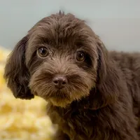 Caroline ~ Micropchipped, Current Rabies, Vet Checked, a female Cavapoo for sale in Sherman, TX – 4 of 10