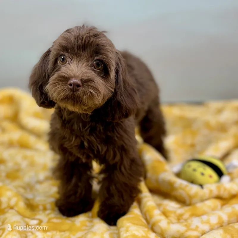 Caroline ~ Micropchipped, Current Rabies, Vet Checked – Cavapoo puppy for sale in Sherman, TX