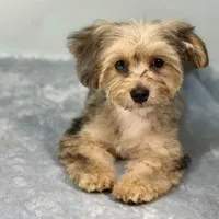 Lollipop ~ -$200 off for meeting day 7/25 (this puppy), a female Yorkipoo for sale in Sherman, TX – 6 of 10