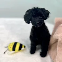 Minnie ~ Micropchipped, Current Rabies, Vet Checked, a female Poodle - Toy  for sale in Sherman, TX – 6 of 10