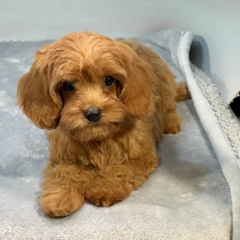 Strawberry  – Cavapoo puppy for sale in Sherman, TX