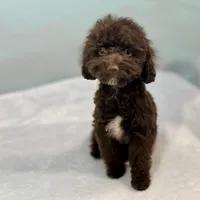 Jersey ~ Micropchipped, Current Rabies, Vet Checked, a male Cavapoo for sale in Sherman, TX – 1 of 10