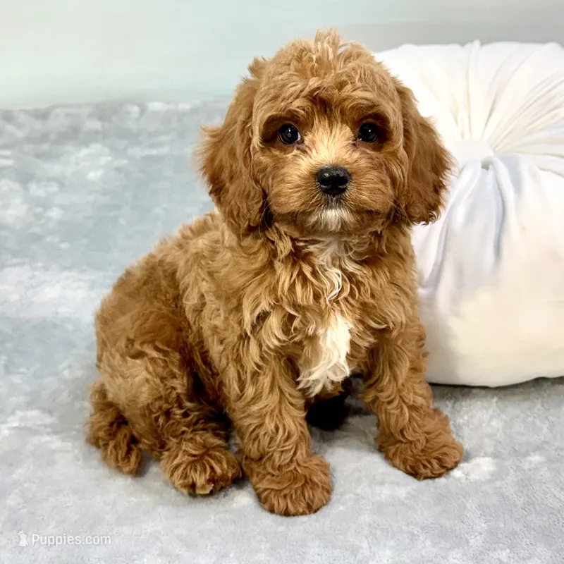 Rhubarb – Cavapoo puppy for sale in Sherman, TX