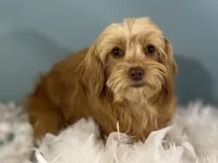 Twix, a male Cavapoo for sale in Sherman, TX – 2 of 5