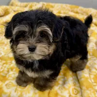 Hollipop, a female Yorkipoo for sale in Sherman, TX – 7 of 10