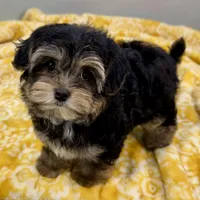 Hollipop, a female Yorkipoo for sale in Sherman, TX – 6 of 10