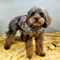 Cypress ~ NEUTERED, vet-checked, current rabies, microchipped, a male Cavapoo for sale in Sherman, TX – 4 of 8