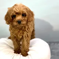 Strawberry, a female Cavapoo for sale in Sherman, TX – 2 of 10