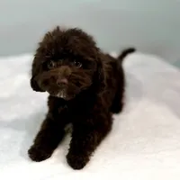 Jersey ~ Micropchipped, Current Rabies, Vet Checked, a male Cavapoo for sale in Sherman, TX – 9 of 10