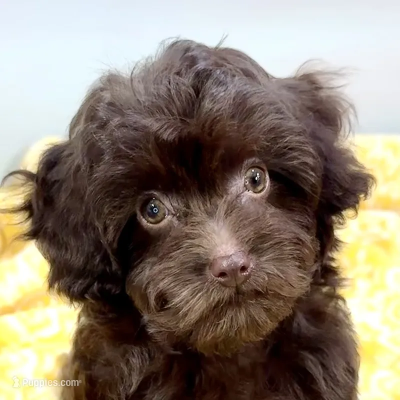 Tootsiepop – Cavapoo puppy for sale in Sherman, TX
