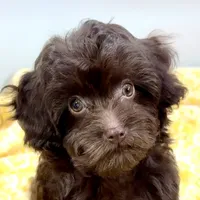 Tootsiepop, a female Cavapoo for sale in Sherman, TX – 4 of 10