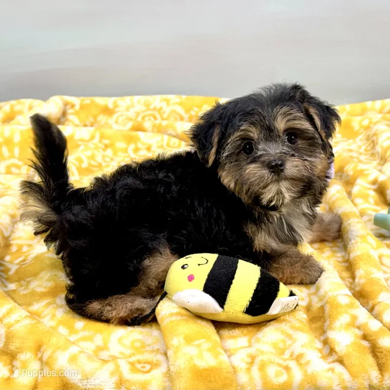 Jollipop – Yorkipoo puppy for sale in Sherman, TX