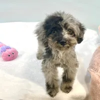 Rhodes ~ Micropchipped, Current Rabies, Vet Checked, a male Poodle - Toy  for sale in Sherman, TX – 7 of 10