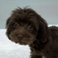 Caroline, a female Cavapoo for sale in Sherman, TX – 3 of 10