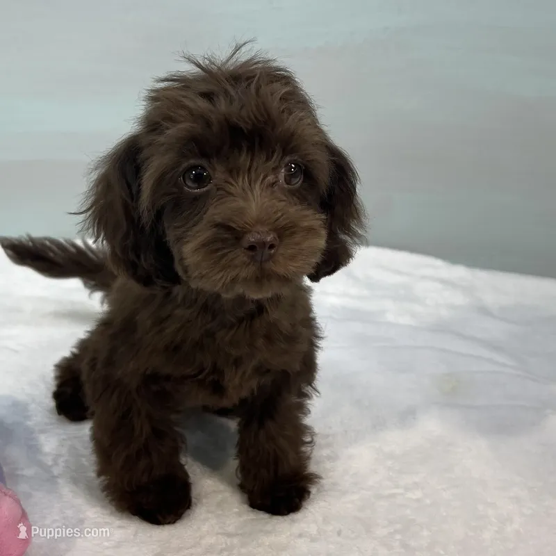 Caroline ~ Micropchipped, Current Rabies, Vet Checked – Cavapoo puppy for sale in Sherman, TX