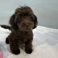 Caroline, a female Cavapoo for sale in Sherman, TX – 7 of 10