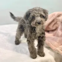 Montana ~ Micropchipped, Current Rabies, Vet Checked, a male Poodle - Toy  for sale in Sherman, TX – 1 of 10