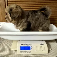 Lollipop, a female Yorkipoo for sale in Sherman, TX – 9 of 10