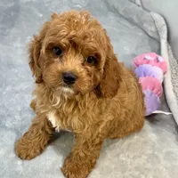 Rhubarb, a male Cavapoo for sale in Sherman, TX – 7 of 10