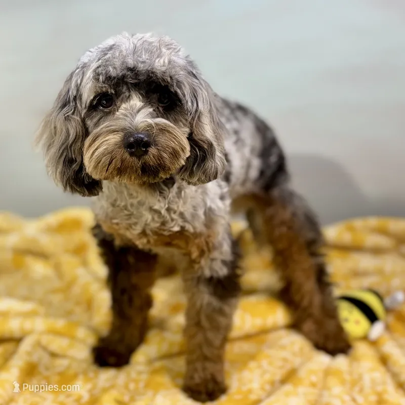 Basil ~ NEUTERED, vet-checked, current rabies, microchipped – Cavapoo puppy for sale in Sherman, TX