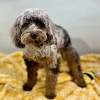 Basil ~ NEUTERED, vet-checked, current rabies, microchipped, a male Cavapoo for sale in Sherman, TX – 1 of 9