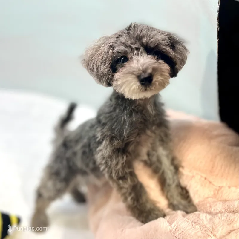 Dakota ~ Micropchipped, Current Rabies, Vet Checked – Poodle - Toy  puppy for sale in Sherman, TX