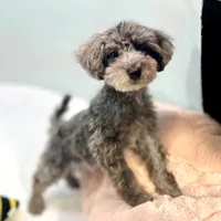 Dakota ~ Micropchipped, Current Rabies, Vet Checked, a male Poodle - Toy  for sale in Sherman, TX – 1 of 10