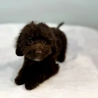 Jersey ~ Micropchipped, Current Rabies, Vet Checked, a male Cavapoo for sale in Sherman, TX – 5 of 10