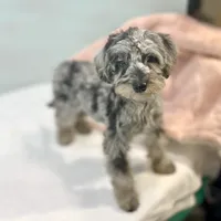 Louisa ~ Micropchipped, Current Rabies, Vet Checked, a female Poodle - Toy  for sale in Sherman, TX – 9 of 10