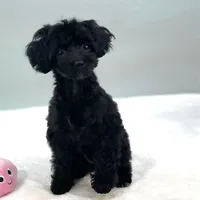 Minnie ~ Micropchipped, Current Rabies, Vet Checked, a female Poodle - Toy  for sale in Sherman, TX – 1 of 10