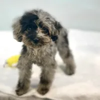 Rhodes ~ Micropchipped, Current Rabies, Vet Checked, a male Poodle - Toy  for sale in Sherman, TX – 4 of 10