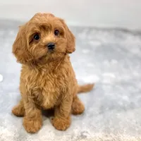 Strawberry, a female Cavapoo for sale in Sherman, TX – 7 of 10