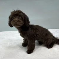 Caroline, a female Cavapoo for sale in Sherman, TX – 9 of 10