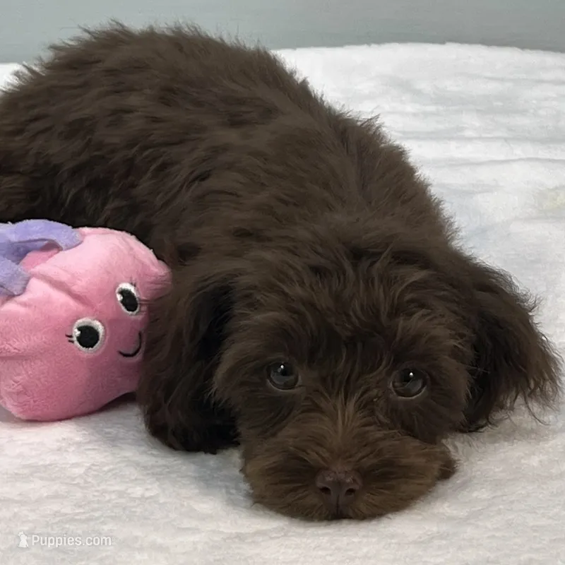 Caroline – Cavapoo puppy for sale in Sherman, TX