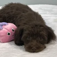 Caroline, a female Cavapoo for sale in Sherman, TX – 1 of 10