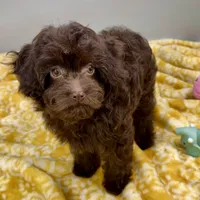 Tootsiepop, a female Cavapoo for sale in Sherman, TX – 6 of 10