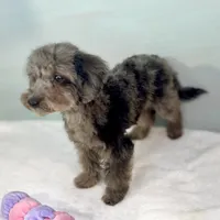 Montana ~ Micropchipped, Current Rabies, Vet Checked, a male Poodle - Toy  for sale in Sherman, TX – 9 of 10