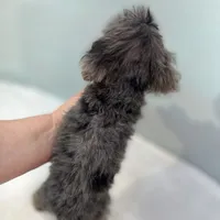 Dakota ~ Micropchipped, Current Rabies, Vet Checked, a male Poodle - Toy  for sale in Sherman, TX – 8 of 10