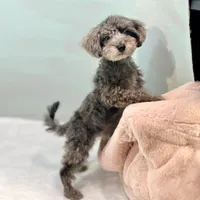 Dakota ~ Micropchipped, Current Rabies, Vet Checked, a male Poodle - Toy  for sale in Sherman, TX – 10 of 10
