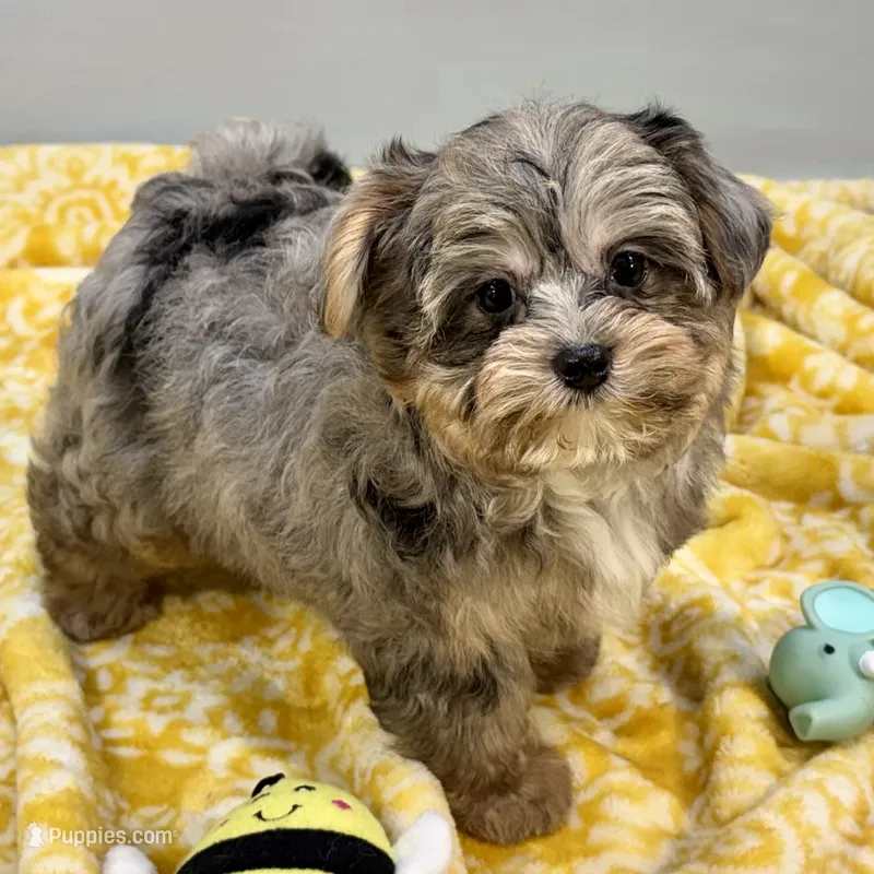 Mollipop – Yorkipoo puppy for sale in Sherman, TX