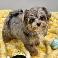 Mollipop, a female Yorkipoo for sale in Sherman, TX – 2 of 10