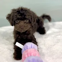 Virginia, a female Cavapoo for sale in Sherman, TX – 3 of 10