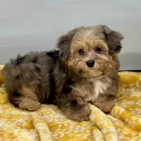 Lollipop, a female Yorkipoo for sale in Sherman, TX – 3 of 10