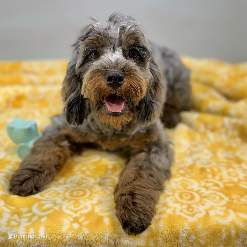 Sage ~ NEUTERED, vet-checked, current rabies, microchipped – Cavapoo puppy for sale in Sherman, TX