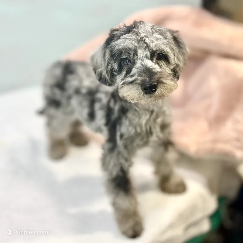 Louisa ~ Micropchipped, Current Rabies, Vet Checked – Poodle - Toy  puppy for sale in Sherman, TX
