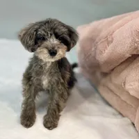 Dakota ~ Micropchipped, Current Rabies, Vet Checked, a male Poodle - Toy  for sale in Sherman, TX – 7 of 10