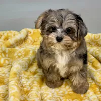 Mollipop, a female Yorkipoo for sale in Sherman, TX – 6 of 10