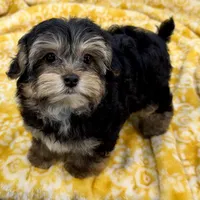 Hollipop, a female Yorkipoo for sale in Sherman, TX – 4 of 10